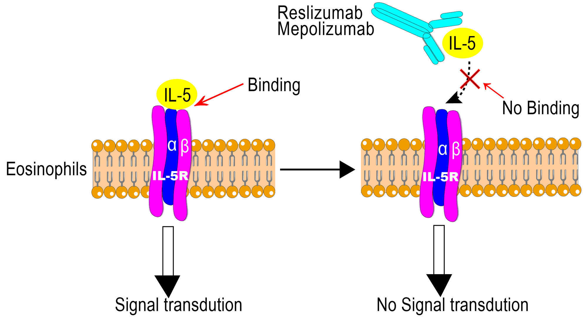 Mechanism of Action of Mepolizumab